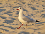 Möwe am Strand
