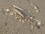 Muscheln am Strand